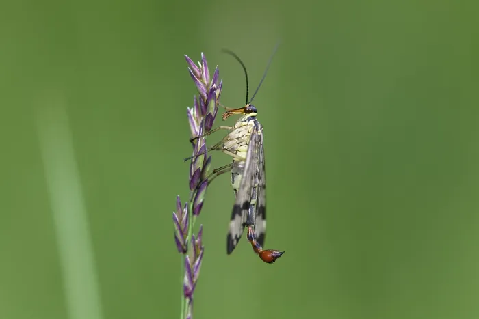 Framed Print : Scorpion fly (Panorpa communis)
