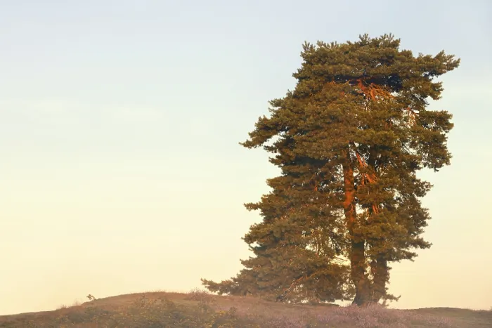 Framed Print : Scots pine or common pine (Pinus sylvestris) Framed Print : Scots pine or common pine (Pinus sylvestris)