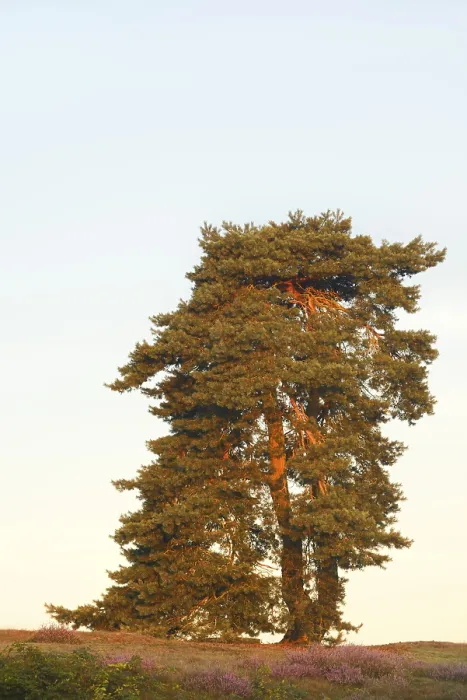 Framed Print : Scots pine or common pine (Pinus sylvestris)