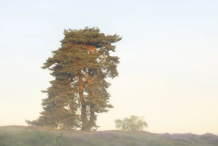 Framed Print : Scots pine or common pine (Pinus sylvestris) in the morning mist Framed Print : Scots pine or common pine (Pinus sylvestris) in the morning mist