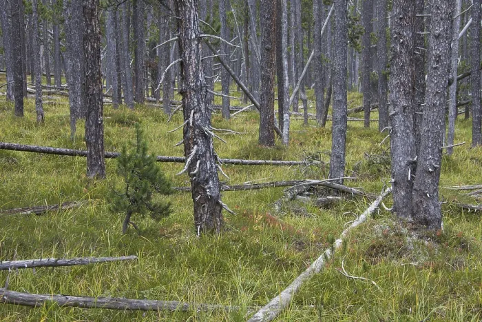 Framed Print : Scots Pine (Pinus silvestris) trees in coniferous forest with fallen tree trunks