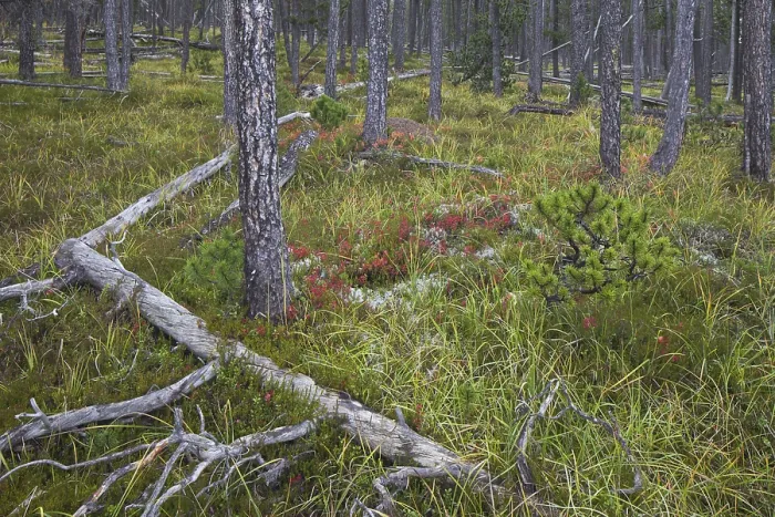 Framed Print : Scots Pine (Pinus silvestris) trees in coniferous forest with fallen tree trunks