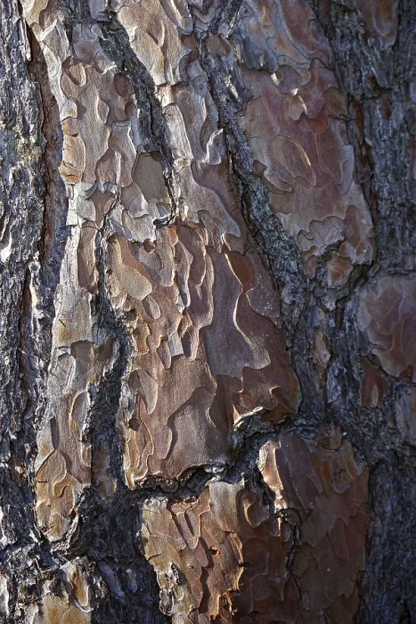 Framed Print : Scots pine, Pinus sylvestris, bark Framed Print : Scots pine, Pinus sylvestris, bark