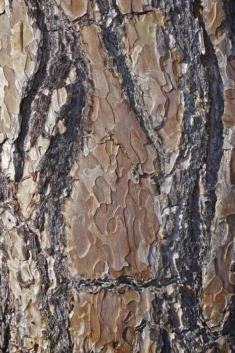 Framed Print : Scots pine, Pinus sylvestris, bark