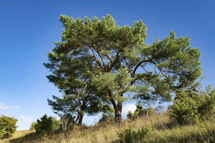 Framed Print : Scots pine (Pinus sylvestris), blue sky