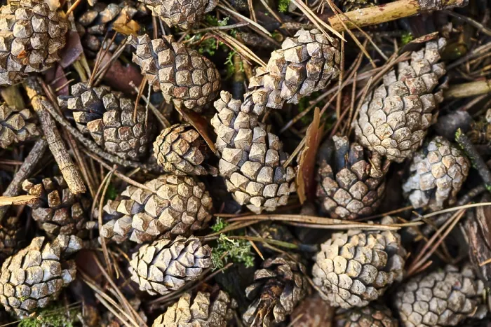 Framed Print : Scots pine (Pinus sylvestris) cone