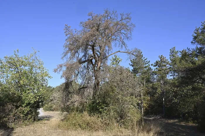 Framed Print : Scots pine (Pinus sylvestris), Dead pines Framed Print : Scots pine (Pinus sylvestris), Dead pines