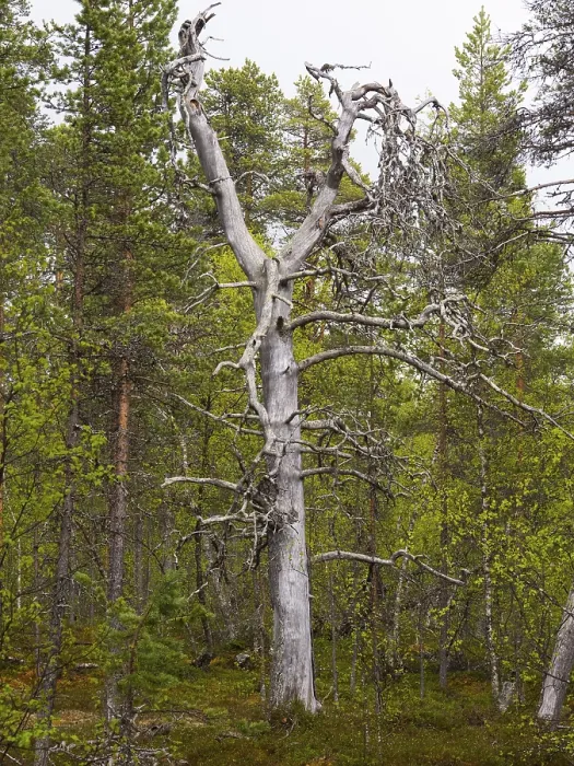 Framed Print : Scots Pine (Pinus sylvestris), dead tree in forest