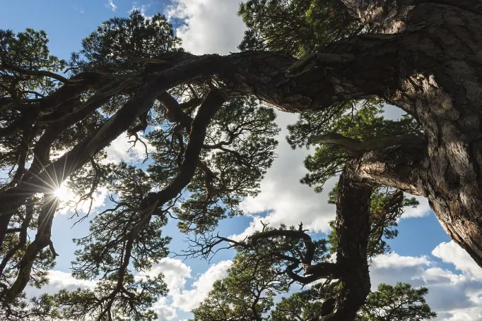 Framed Print : Scots pine, Pinus sylvestris (English: Scots pine)