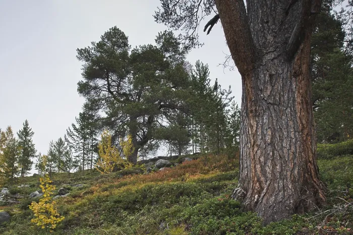 Framed Print : Scots pine (Pinus sylvestris) in Honnsrove Nature Reserve