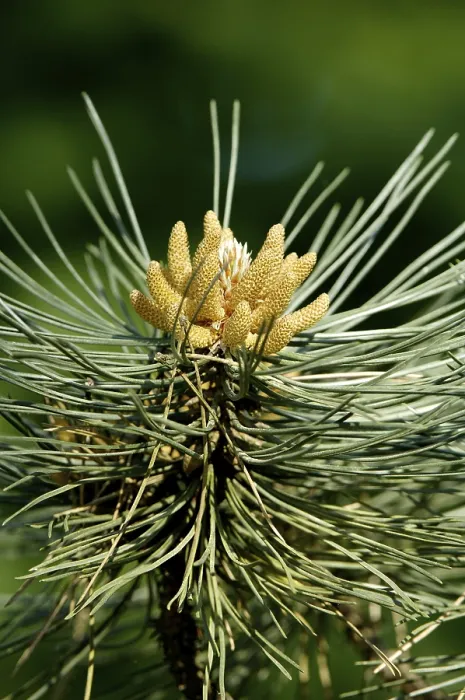 Framed Print : Scots pine (Pinus sylvestris), male flowers