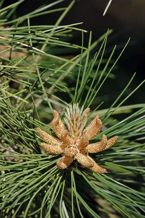Framed Print : Scots pine (Pinus sylvestris), male flowers