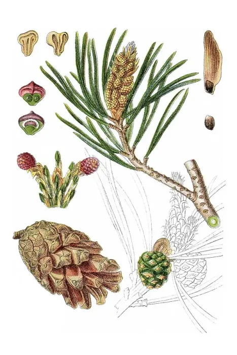 Framed Print : Scots pine (Pinus sylvestris), medicinal plant Framed Print : Scots pine (Pinus sylvestris), medicinal plant