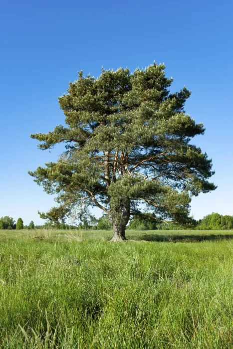 Framed Print : Scots pine (Pinus sylvestris), solitary
