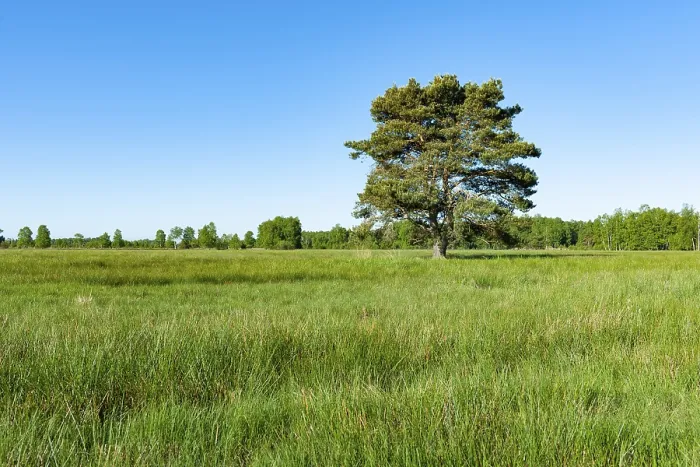 Framed Print : Scots pine (Pinus sylvestris), solitary