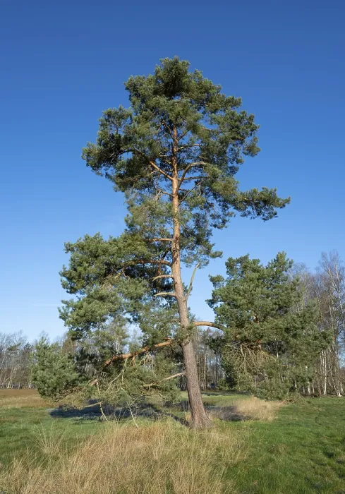 Framed Print : Scots pine (Pinus sylvestris), solitary standing in a meadow