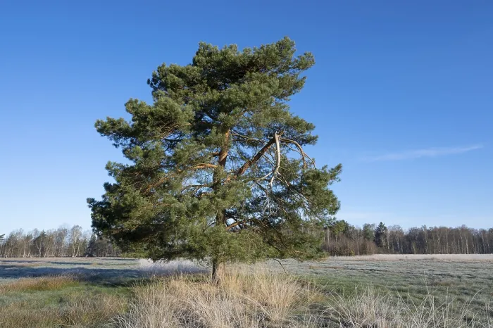 Framed Print : Scots pine (Pinus sylvestris), solitary standing in a meadow Framed Print : Scots pine (Pinus sylvestris), solitary standing in a meadow
