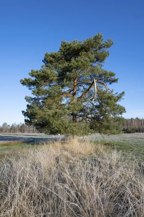Framed Print : Scots pine (Pinus sylvestris), solitary standing in a meadow