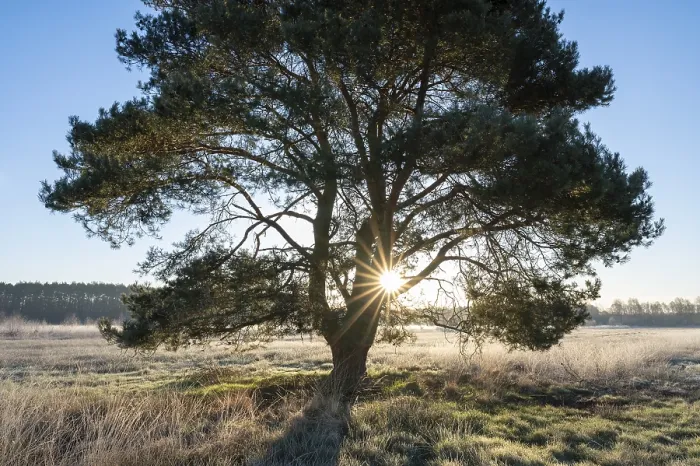 Framed Print : Scots pine (Pinus sylvestris), standing in a meadow Framed Print : Scots pine (Pinus sylvestris), standing in a meadow