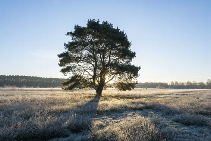 Framed Print : Scots pine (Pinus sylvestris), standing in a meadow Framed Print : Scots pine (Pinus sylvestris), standing in a meadow