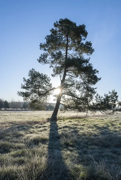 Framed Print : Scots pine (Pinus sylvestris), standing in a meadow Framed Print : Scots pine (Pinus sylvestris), standing in a meadow