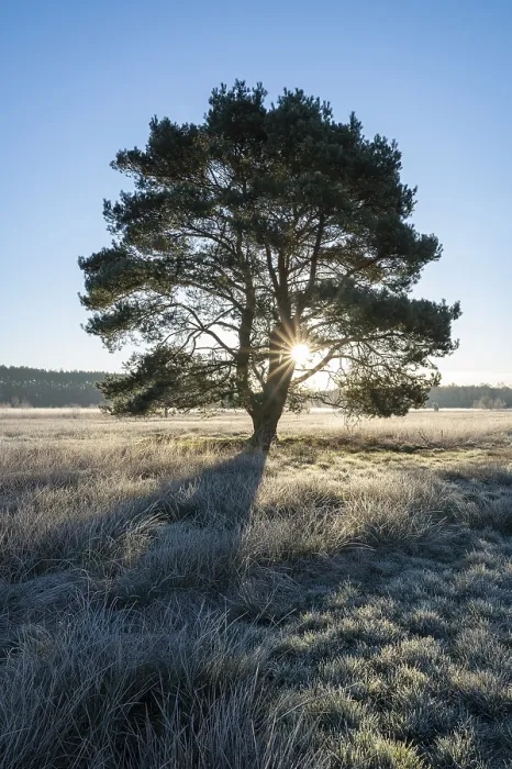 Framed Print : Scots pine (Pinus sylvestris), standing in a meadow