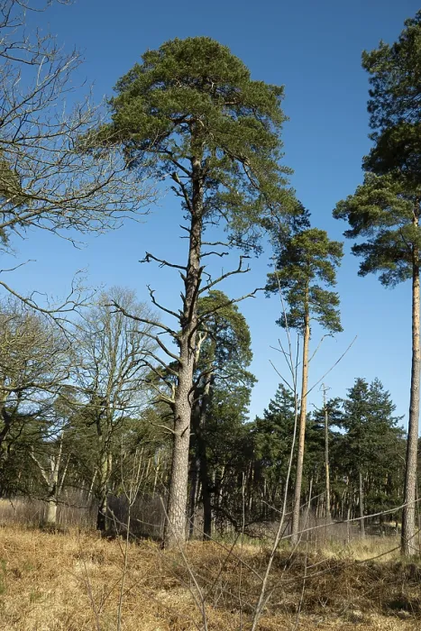 Framed Print : Scots pine (Pinus sylvestris), tree at the edge of a forest