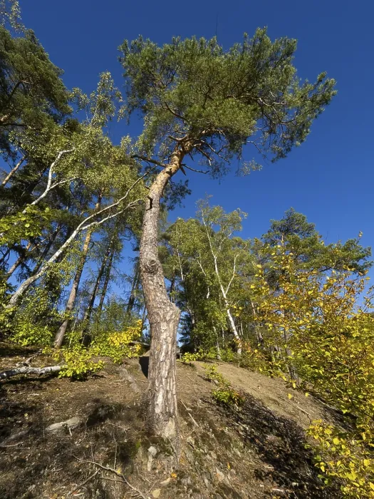 Framed Print : Scots Pine (Pinus sylvestris), tree standing at the edge of a clearing Framed Print : Scots Pine (Pinus sylvestris), tree standing at the edge of a clearing