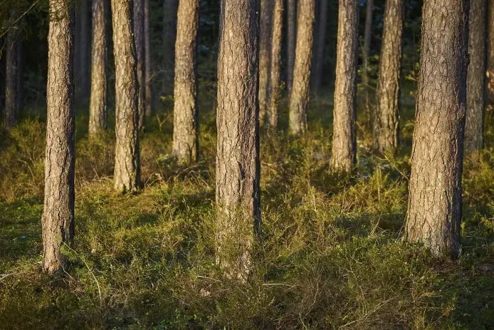 Framed Print : Scots pine (Pinus sylvestris) tree trunks Framed Print : Scots pine (Pinus sylvestris) tree trunks