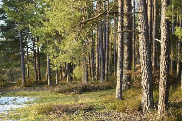 Framed Print : Scots pine (Pinus sylvestris) tree trunks