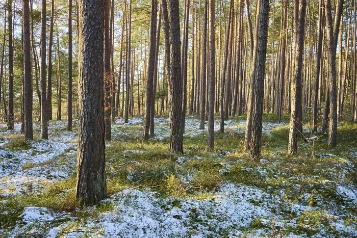 Framed Print : Scots pine (Pinus sylvestris) tree trunks