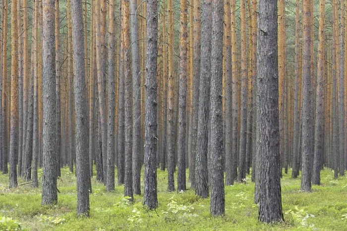 Framed Print : Scots Pine (Pinus sylvestris) tree trunks in coniferous forest Framed Print : Scots Pine (Pinus sylvestris) tree trunks in coniferous forest