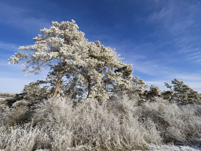 Framed Print : Scots Pine (Pinus sylvestris), trees covered in frost and snow against a blue sky on a sunny winter's day