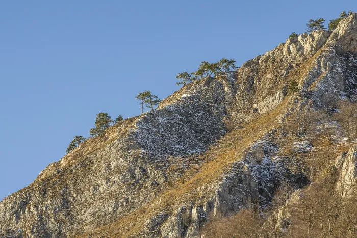 Framed Print : Scots pine (Pinus sylvestris) trees growing on a huge rock in winter