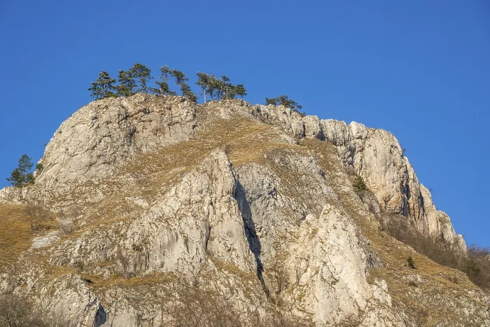 Framed Print : Scots pine (Pinus sylvestris) trees growing on a huge rock in winter