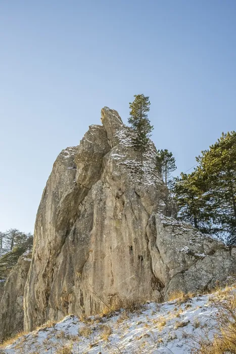 Framed Print : Scots pine (Pinus sylvestris) trees growing on a huge rock in winter