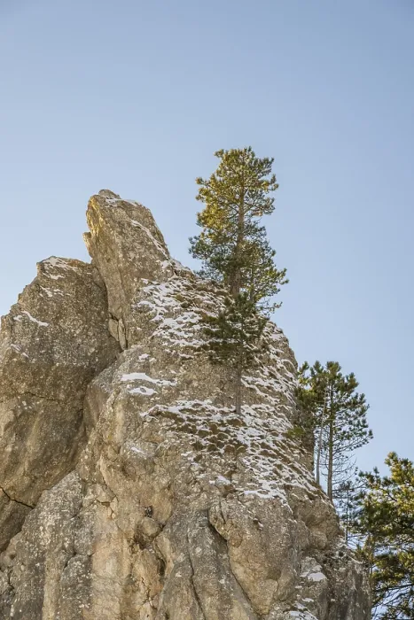 Framed Print : Scots pine (Pinus sylvestris) trees growing on a huge rock in winter
