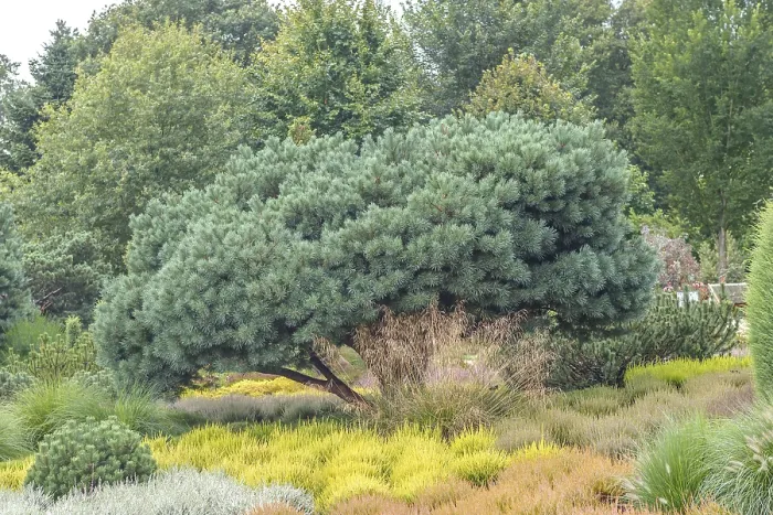 Framed Print : Scots pine (Pinus sylvestris Watereri')