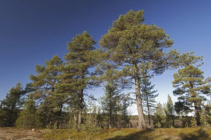 Framed Print : Scots pine, Scots pine habitat