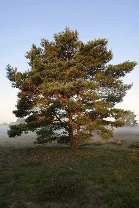 Framed Print : Scots pine or Scots pine (Pinus sylvestris) in heathland Framed Print : Scots pine or Scots pine (Pinus sylvestris) in heathland