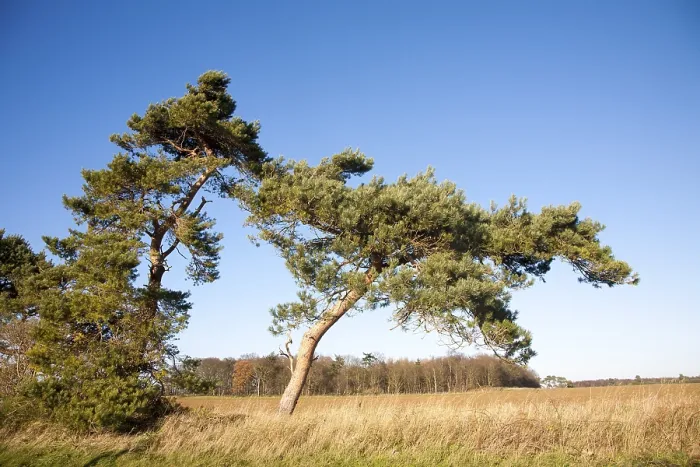 Framed Print : Scots pine tree bent by wind against blue sky