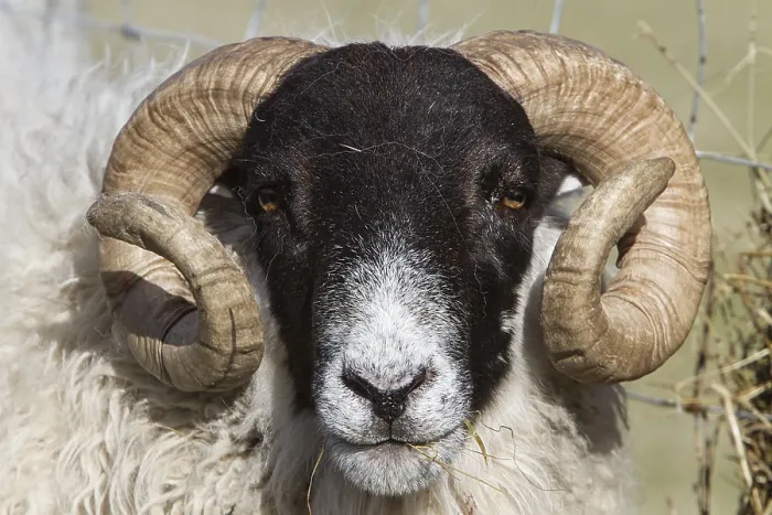 Framed Print : The Scottish Blackface is the most common breed of domestic sheep in the UK