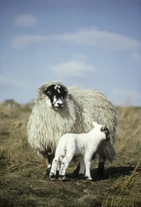 Framed Print : Scottish Blackface sheep, ewe with lamb