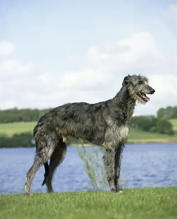 Framed Print : Scottish Deerhound dog, male near lake