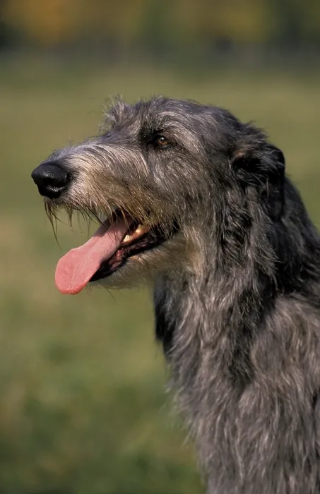 Framed Print : SCOTTISH DEERHOUND, PORTRAIT OF AN ADULT Framed Print : SCOTTISH DEERHOUND, PORTRAIT OF AN ADULT