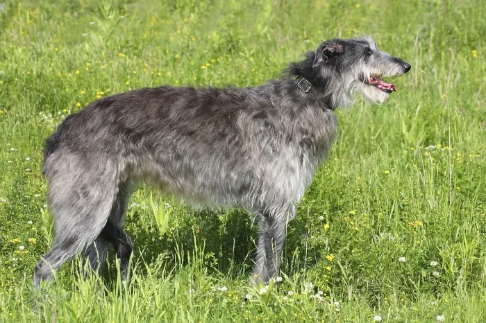 Framed Print : Scottish Deerhound, Scottish Deerhound, sideways