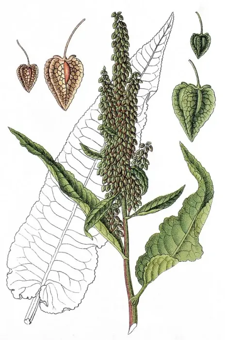 Framed Print : Scottish Dock (Rumex aquaticus)