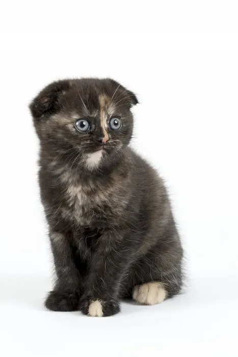 Framed Print : Scottish Fold (Felis silvestris catus)