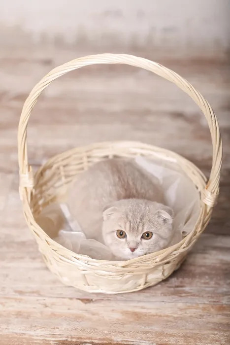 Framed Print : Scottish fold pussy cat on beige background Framed Print : Scottish fold pussy cat on beige background