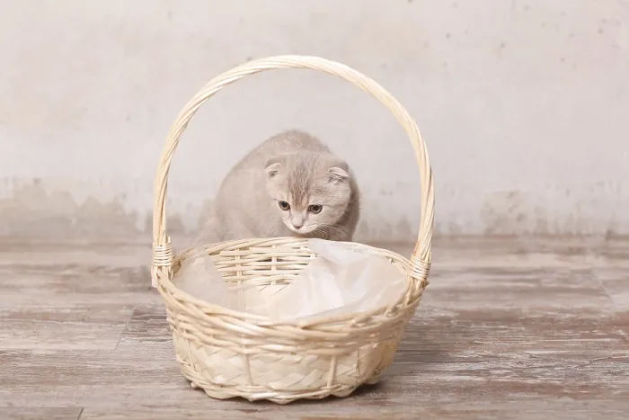 Framed Print : Scottish fold pussy cat on beige background
